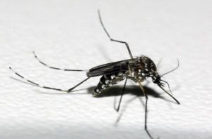 デング熱などを媒介するネッタイシマカ（Aedes aegypt、Raul Santana/Fundação Oswaldo Cruz/Divulgação）