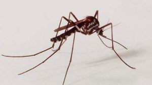 ＭＡＹＶを媒介する蚊の代表のヤブカ（Haemagogus、Geniton Vieira/IOC/Fiocruz）