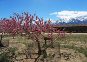 収容所を再現して博物館にした建物の間に咲く沖縄桜