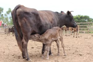 母乳を飲んですくすくと育つ黒毛和牛の子牛