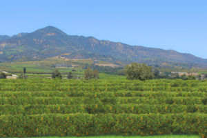 カリフォルニア州サンタパウラの広大なオレンジ畑（Ricraider, From Wikimedia Commons）