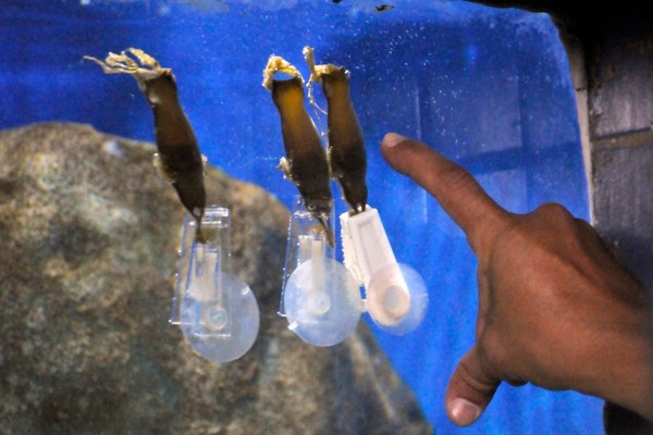 サンパウロ州サントス市 市立水族館でネコザメ誕生 四つの卵の内 三つが孵化 ブラジル知るならニッケイ新聞web