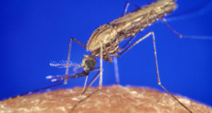 マラリア原虫を媒介するハマダラカ（Content Providers(s): CDC/ Credit: James Gathany / Public domain）