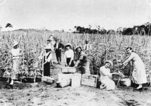 モジの野菜農家（『在伯同胞活動実況写真帳』（１９３８年、竹下写真館 高知県古市町）