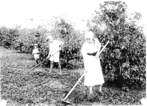 家族総出で耕地の草取りする様子（『在伯同胞活動実況写真帳』（１９３８年、竹下写真館 高知県古市町）