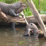 火災現場近くにいたオオカワウソ