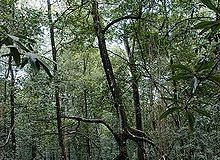 パラー州のマングローブ林（ウキペディア）