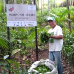 ラポザ村の山丸氏が再生した森の茶園