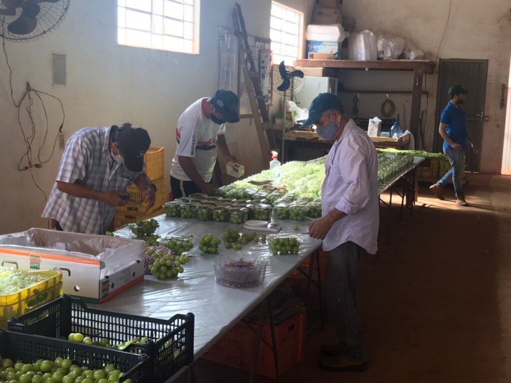 収穫した葡萄を選別する社員