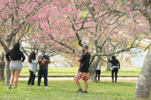 車から降りて間近で桜を楽しむ事が出来る停車スポットで撮影などを行う来訪者たち