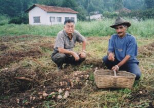 露地栽培のアガリクスを収穫する農夫と野澤