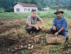 露地栽培のアガリクスを収穫する農夫と野澤