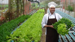 中原農園で栽培される葉野菜